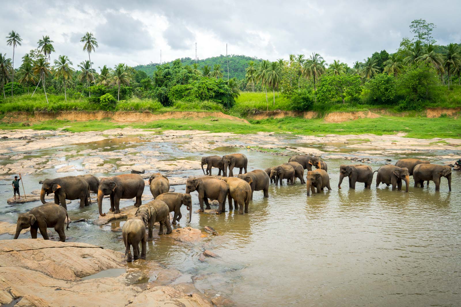 You are currently viewing Experience the Magic of Elephants at Pinnawala Elephant Orphanage, Kandy, Sri Lanka