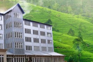 Read more about the article Discover the Art of Tea Making at the Hanthana Tea Plantation & Museum, Sri Lanka