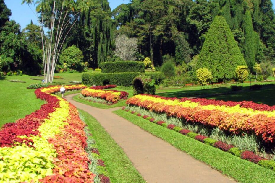 Explore the Peradeniya Botanical Gardens, a sprawling green oasis showcasing a wide variety of plants and flowers.